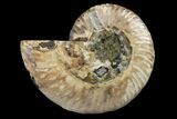 Cut & Polished Ammonite Fossil (Half) - Madagascar #162162-1